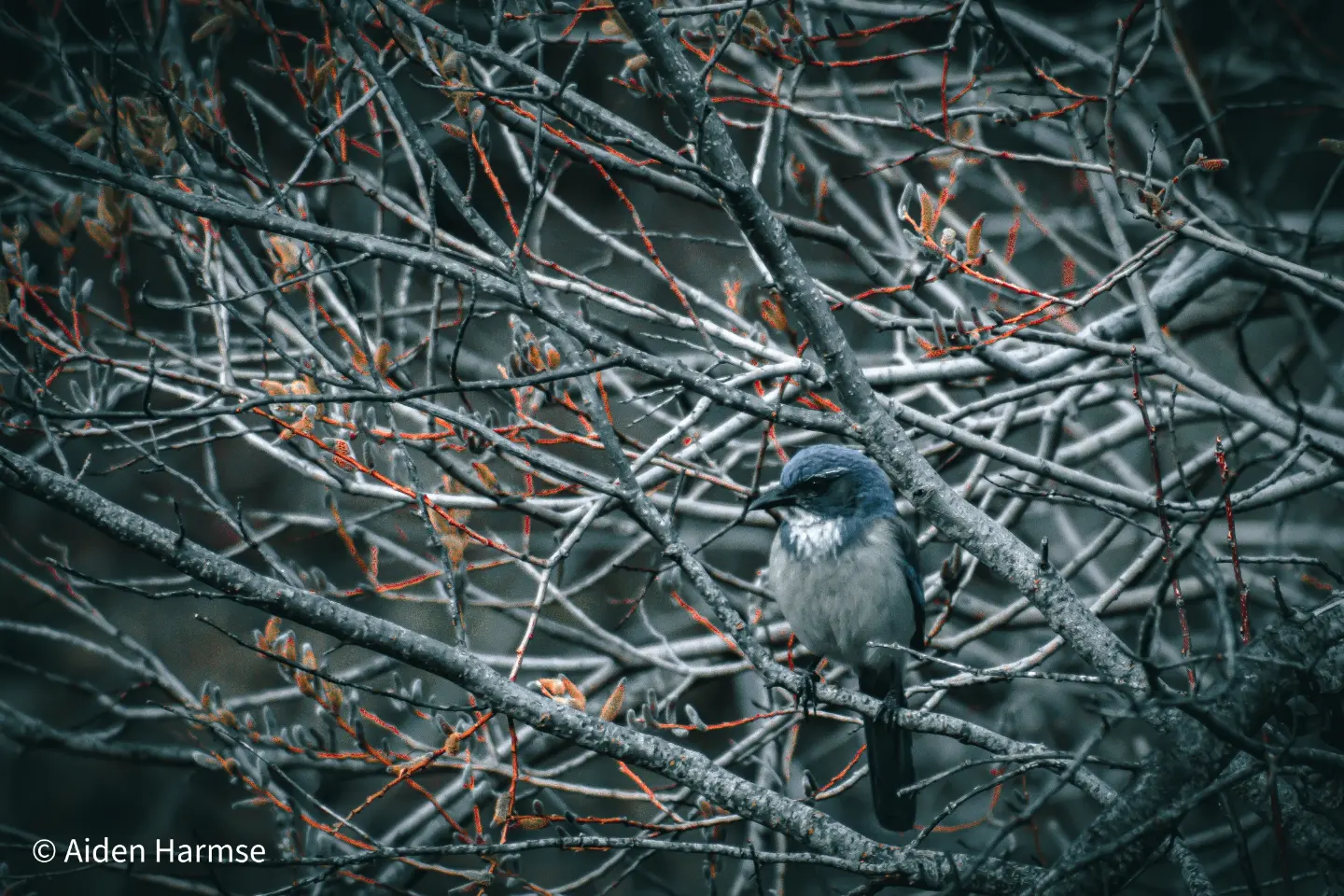 Bird Photography:
