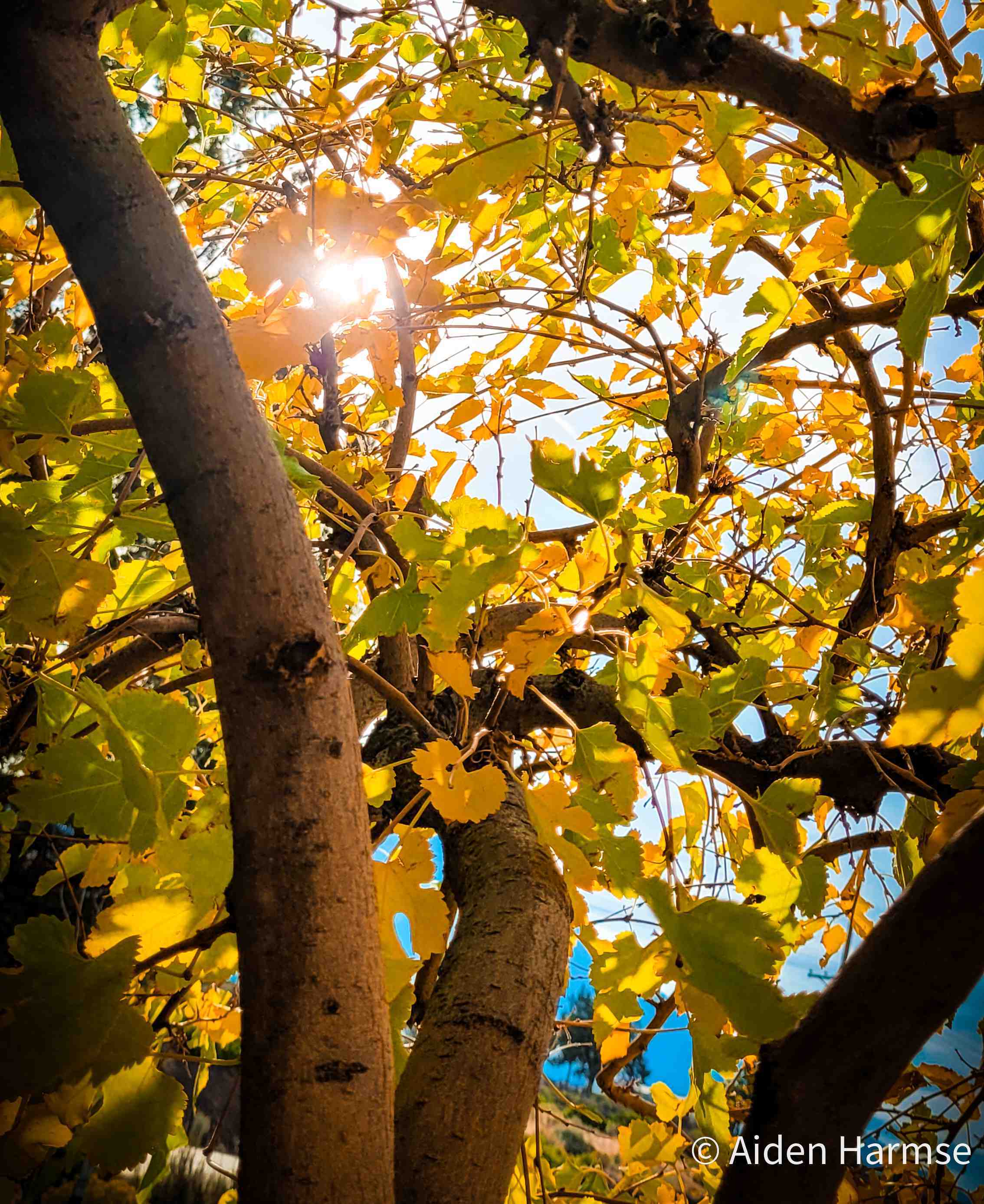 First Fall Colors: